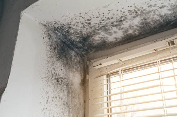 Affordable Bathroom Mold Removal solutions in Keasbey, NJ